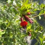 Cuphea llavea Flower