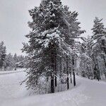 Pinus sibirica Hábitos