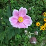 Anemone hupehensis Blüte