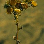 Helichrysum foetidum Blomma