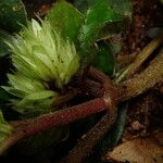 Staurogyne bicolor 花