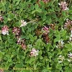 Trifolium thalii অভ্যাস