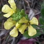 Sinapis pubescens Kvet