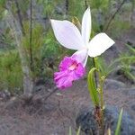 Arundina graminifolia Flor