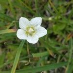 Parnassia palustris花