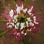 Polanisia uniglandulosa Flower