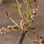 Sclerocarya birrea Цвят