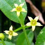 Rubia tinctorum Flower