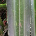 Pandanus tectorius 葉