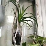 Tillandsia bulbosa Liść