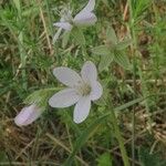 Erodium lebelii ഇല