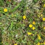 Potentilla crantziiFlor