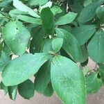 Ehretia amoena Hoja