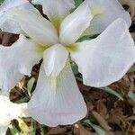 Iris albicans Virág