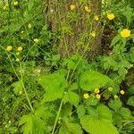 Ranunculus lanuginosus برگ