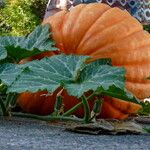 Cucurbita pepo Fruit