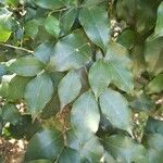 Cryptocarya woodii Leaf