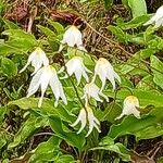 Erythronium montanum Flower