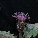 Saussurea nimborum Flor
