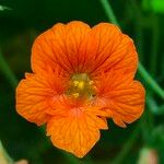 Tropaeolum peltophorum Virág