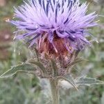 Carthamus caeruleus Flower