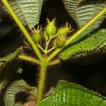 Miconia crenata Leaf