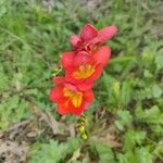 Freesia × kewensis Flower
