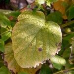 Urtica pilulifera Blatt
