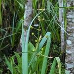 Sagittaria lancifolia Owoc