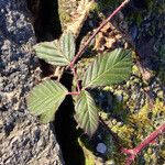 Rubus divaricatus Leaf