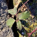 Rubus divaricatus Folla