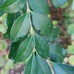 Ligustrum sinense List