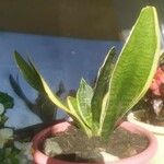 Sansevieria hyacinthoides Hoja