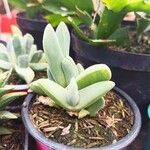 Cheiridopsis denticulata Hoja