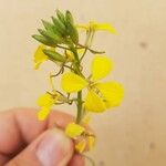 Sisymbrium irio Flower