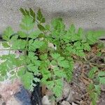 Chaerophyllum tainturieri Leaf