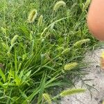 Setaria viridis Hoja