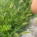 Setaria viridis Yaprak