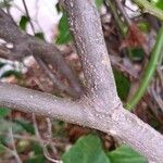 Solanum bonariense 树皮