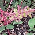 Lipandra polysperma ഇല