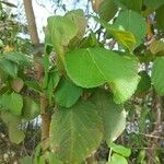 Alchornea cordifolia 葉