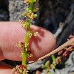 Rumex bucephalophorus 花