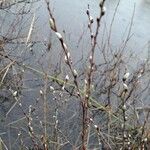 Salix repens Fleur