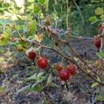 Ribes roezlii Fruit