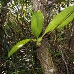 Bulbophyllum pachyanthum Habit