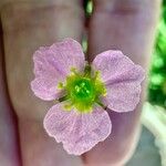 Alisma lanceolatum Квітка