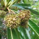 Breonadia salicina Fruit