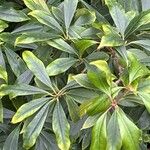 Illicium henryi List