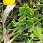 Coronilla vaginalis Leaf