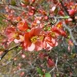Chaenomeles speciosaFlower